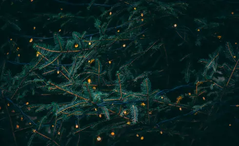 Photo showing christmas tree branches with lights