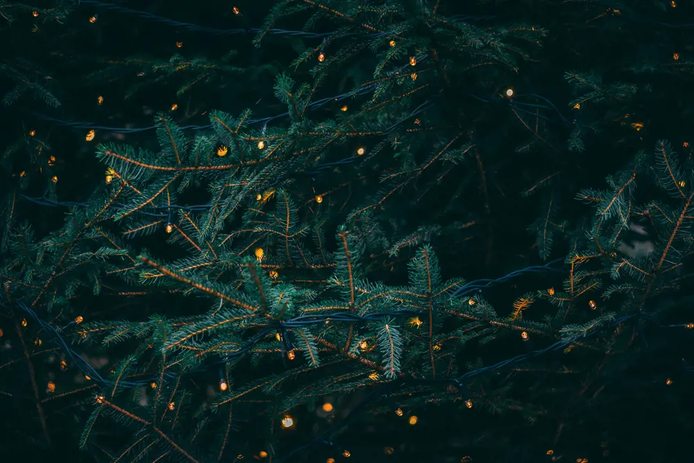 Photo showing christmas tree branches with lights