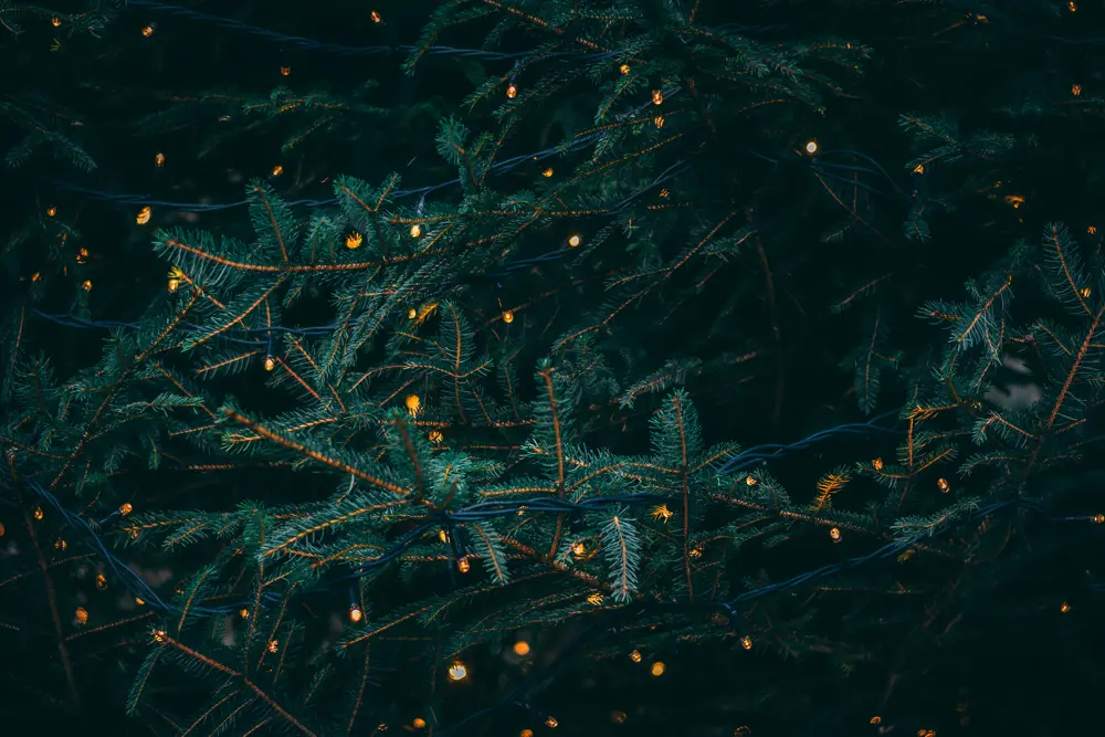Photo showing christmas tree branches with lights