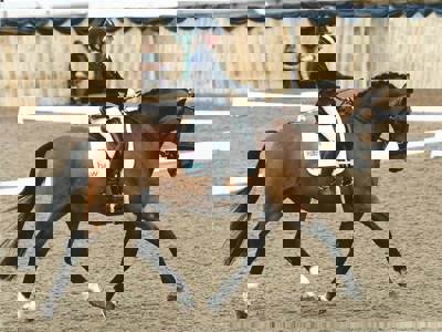 Suzanna Hext riding a horse at a show event Suzanna Hext riding a horse at a show event