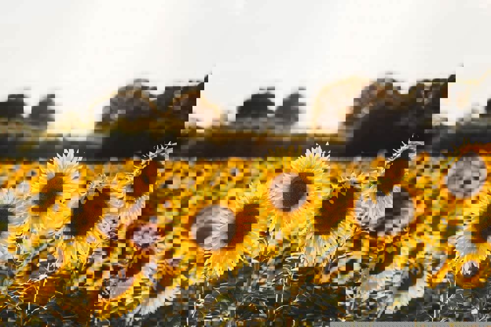 A field full of yellow and green sunflowers.