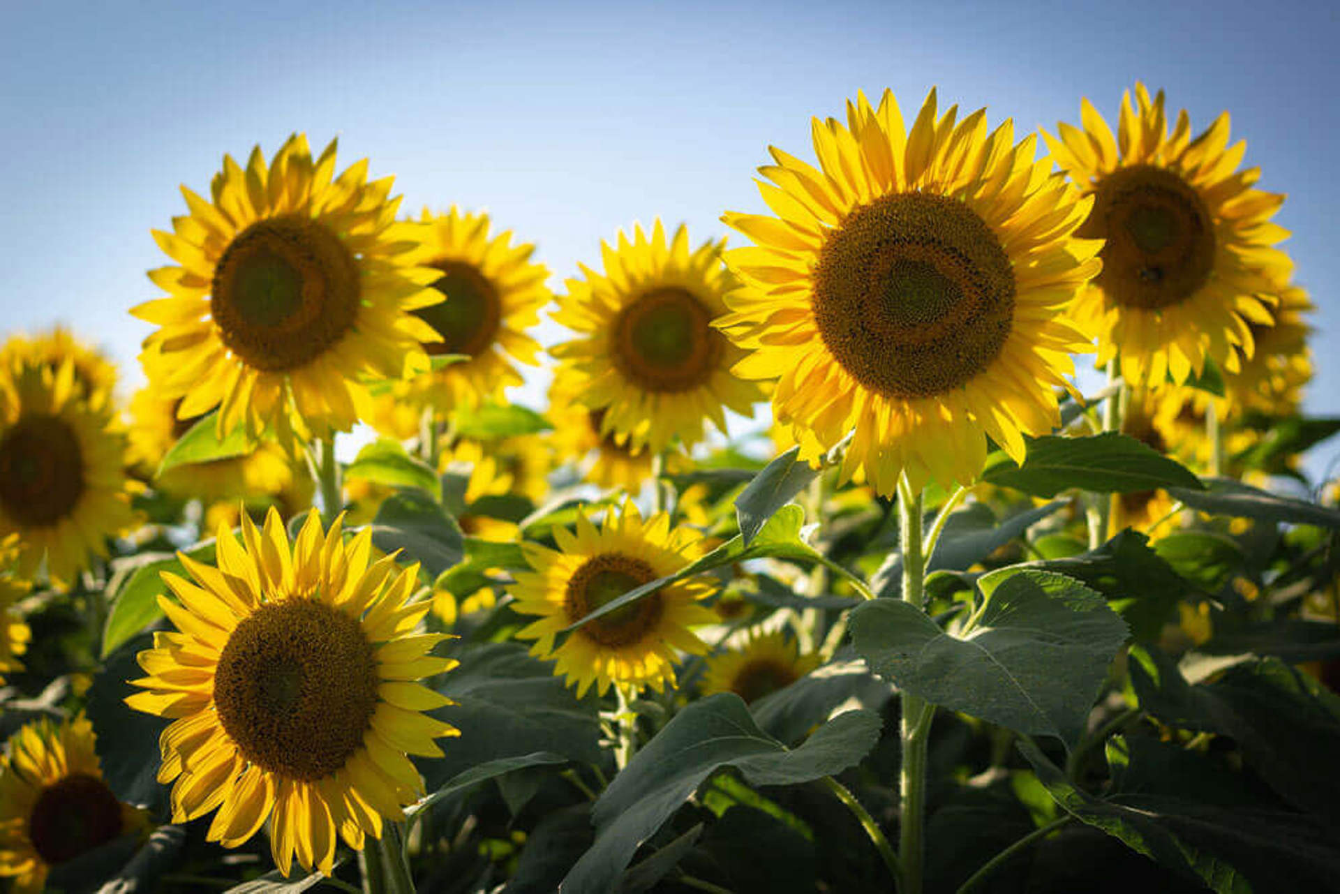 A sunny field of yellow and green sunflowers 