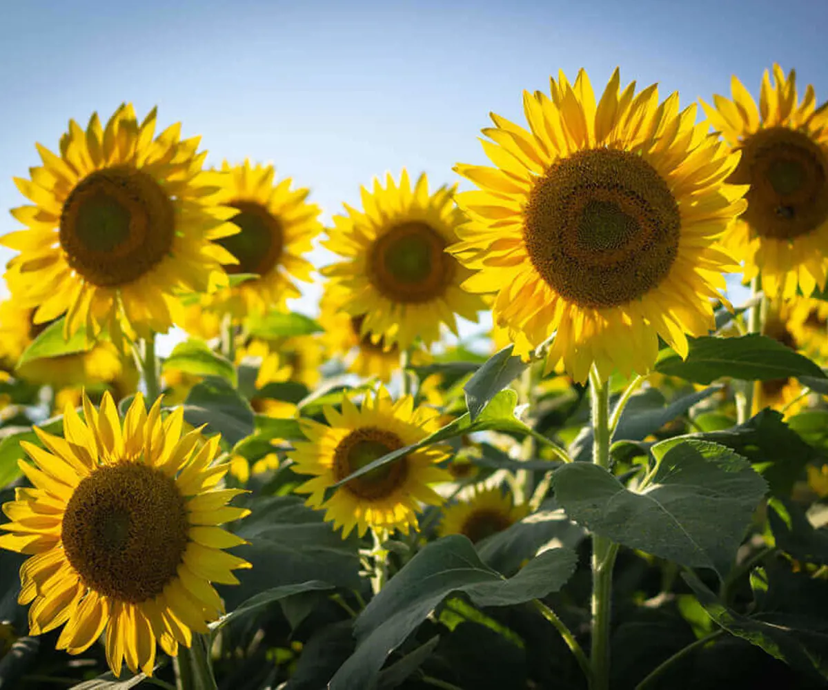 A sunny field of yellow and green sunflowers A sunny field of yellow and green sunflowers