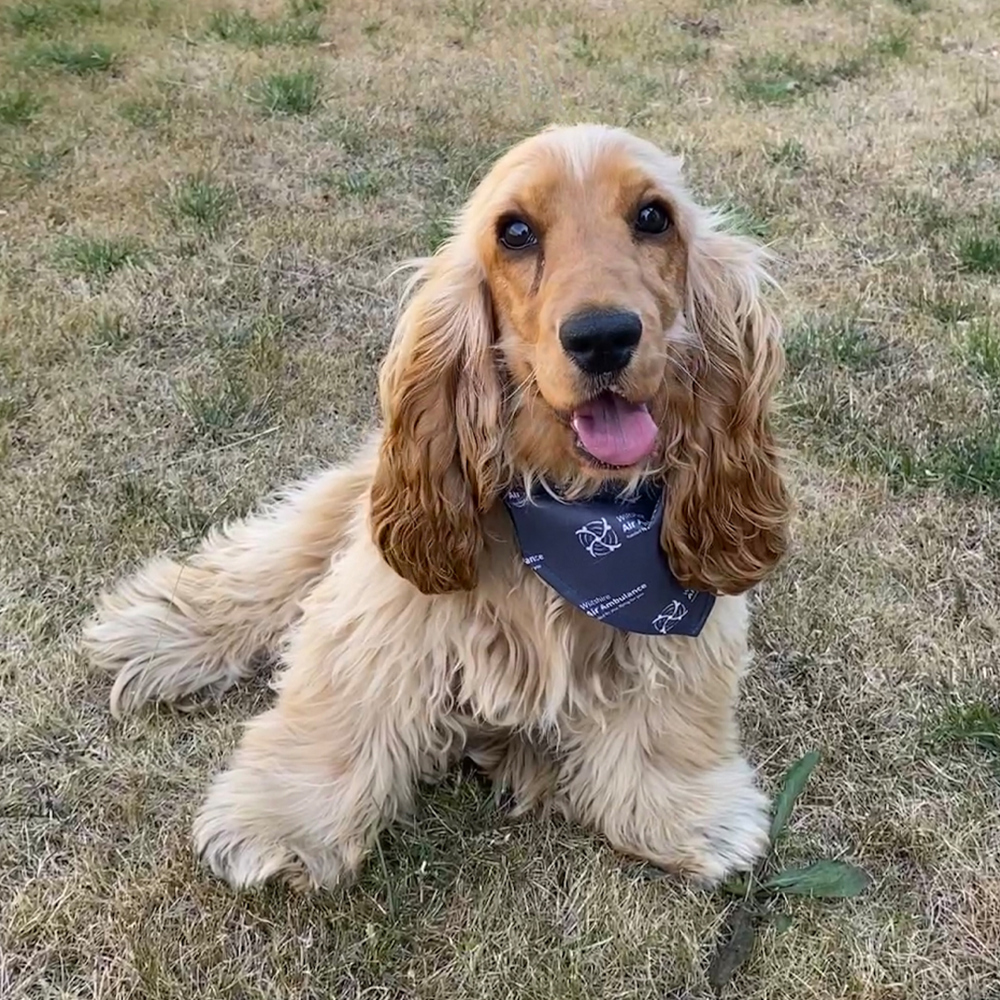 Golden Cocker Spaniel wearing Wiltshire Air Ambulance dog bandana