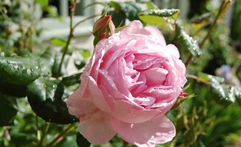 Bratton Open Gardens