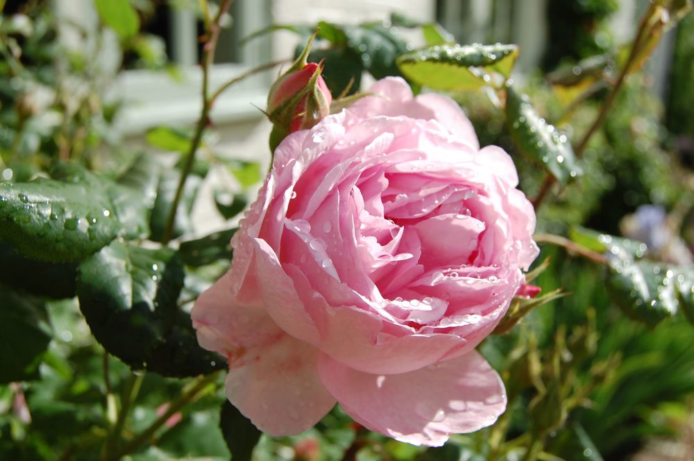 Bratton Open Gardens