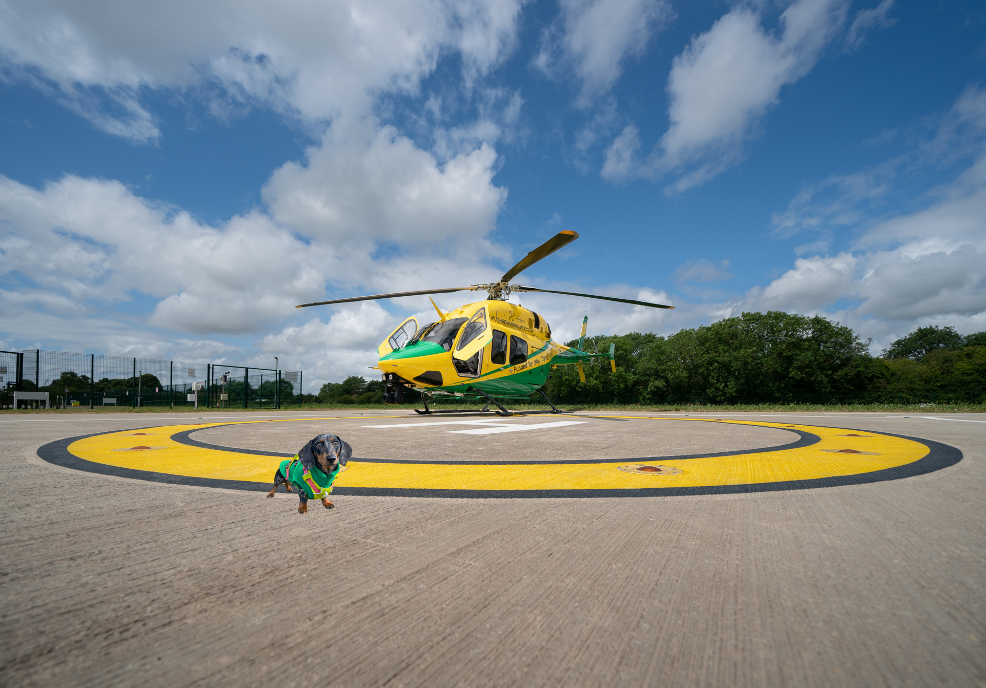 A small Dachshund photoshopped on the Wiltshire Air Ambulance helipad, with the yellow and green helicopter in the background A small Dachshund photoshopped on the Wiltshire Air Ambulance helipad, with the yellow and green helicopter in the background