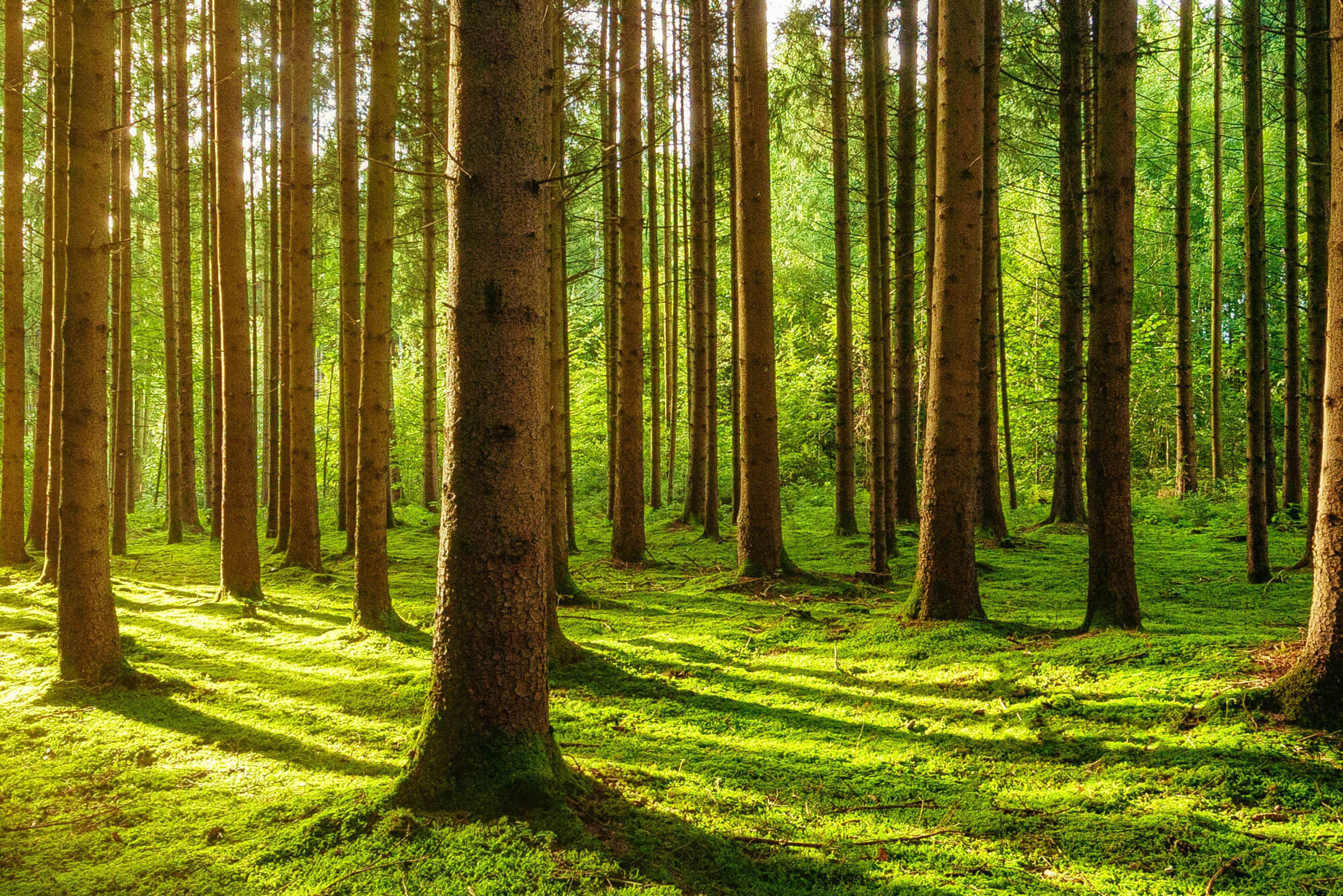 A forest with sunshine shining between the trees